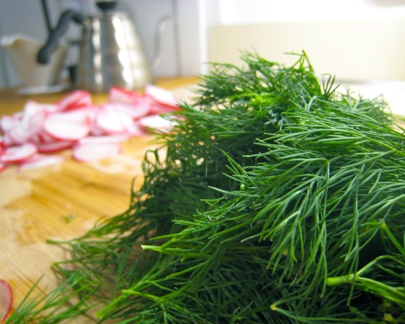 Dill Leaves